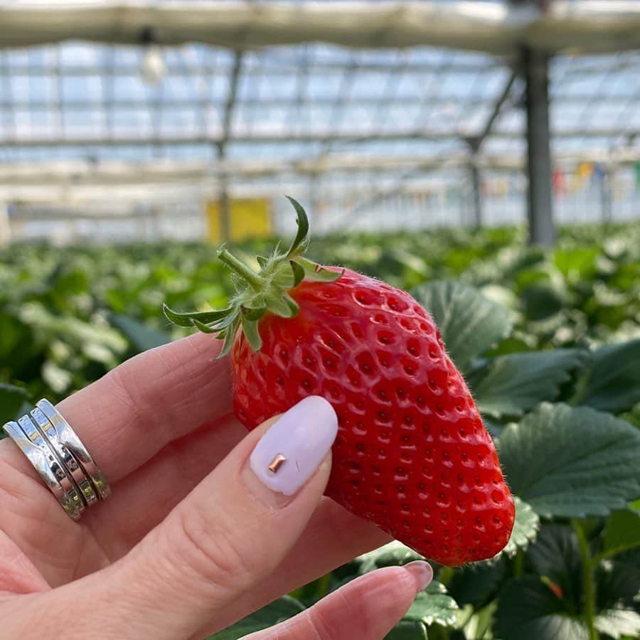 meguri.kさんのインスタグラム写真 - (meguri.kInstagram)「息子の誕生日🎂息子のリクエストでイチゴ狩り🍓行ってきました🚘 ・ コロナでお出掛けし難いけど…不要不急なお出掛けは控えているけど…今日だけは許して🙏😭こんな時だからほぼ貸し切り状態でした！ ・ いちごカラーでリンクコーデ❤️ ・ 夜はホームパーティー🎉 ・ ✔︎ハンバーグ ✔︎話題の1kgチーズピザ🧀🍕にあやかって400gチーズピザ！（1kgは色んな意味で無理だった😂） ✔︎無限ピーマン ✔︎オープンサンド（カボチャ、アボカド×トマト） ✔︎炭酸水×メントス＝噴水 ・ イチゴ狩りで食べすぎたのでおかずは程々にしたよ。 ・ 全部息子のリクエスト！好きな物だらけで絵に描いたような喜びを見せてくれました♫特に噴水ね！ 思った以上に激しくてテーブルビッシャビシャになった😂w ・ バースデーケーキはどハマり中のフォートナイトのピンクマ🐻作りました。なかなか雑だけど（特にサイドがヤバイw）とっても喜んでくれました♫ ・ 7歳おめでとう🎉㊗️🎊優しくて、強くて、明るくて、誠実な男性になってね❤️ ・ #誕生日#ホームパーティー#homeparty#誕生日会#息子#7歳#バースデー#パーティー料理#ハンバーグ#おうちごはん#birthday#暮らし#くらし#こどものいる暮らし#暮らしを楽しむ#晩ご飯#家族団欒#テーブルコーディネート#Happybirthday#フォートナイト#ピンクマ#ケーキ#シンプルライフ#食卓#ダイニング#dining」3月24日 21時28分 - meguri.k