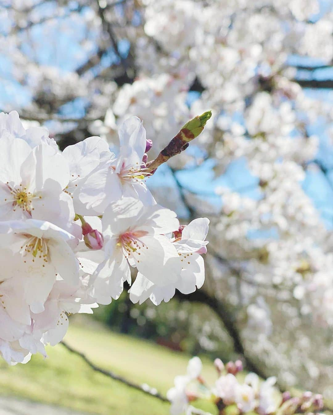 藤江れいなさんのインスタグラム写真 - (藤江れいなInstagram)「千葉にある桜並木、 今年も車で走りたいな🚗🥺 #cherryblossom  #桜 #🌸」3月24日 21時37分 - 01nyan0201