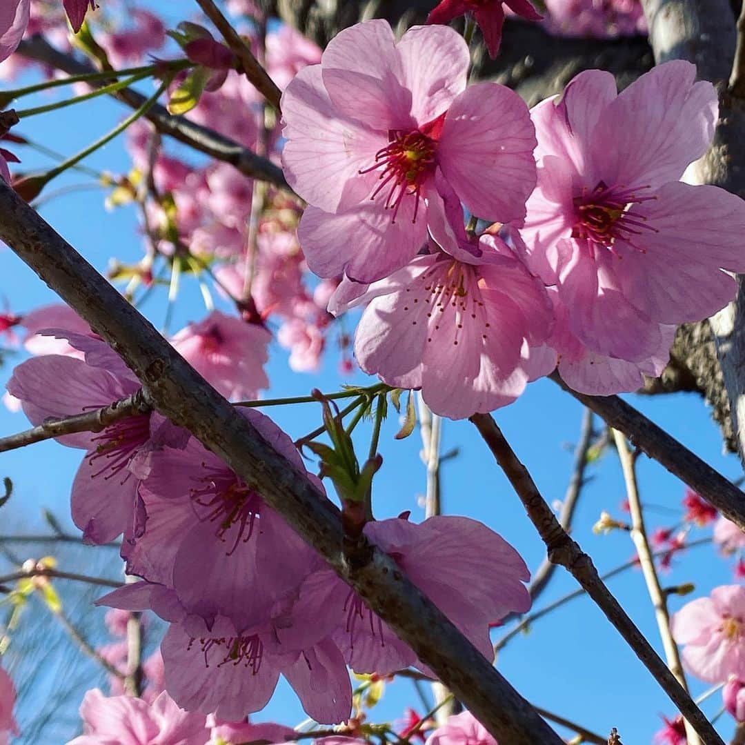 由梨香さんのインスタグラム写真 - (由梨香Instagram)「みてみて、春だよ🌸﻿ ﻿  #桜　#さくら　#sakura  #今日は強風﻿ #地元をお散歩 #pink #明るくなれる🌸」3月24日 21時31分 - yurikapiano