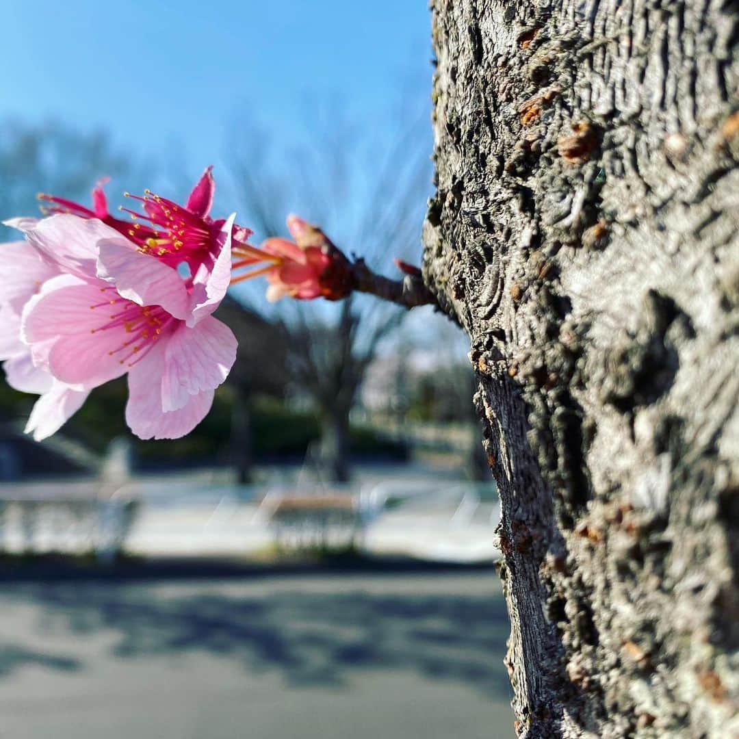 由梨香さんのインスタグラム写真 - (由梨香Instagram)「みてみて、春だよ🌸﻿ ﻿  #桜　#さくら　#sakura  #今日は強風﻿ #地元をお散歩 #pink #明るくなれる🌸」3月24日 21時31分 - yurikapiano
