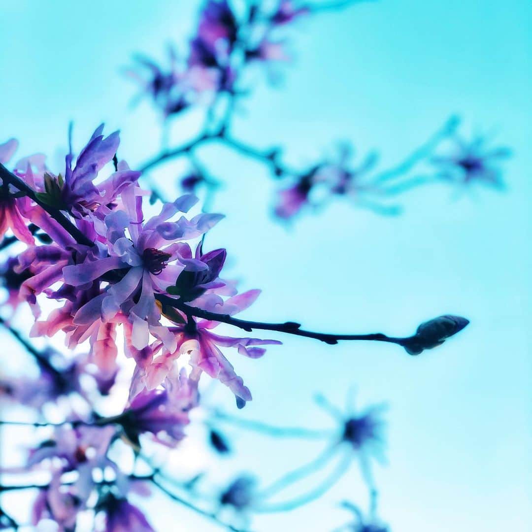 わっち☆ wacchiのインスタグラム：「*分かり合える事なんてほんの少しだけど それでも日々が色褪せないのは  #ザ花部  #シデコブシ #starmagnolia  #花 #flower #ピンク #pink #空 #sky #青 #blue #iphonex #iphoneonly #iPhonegraphy #igers #igersjp #instagramjapan #mwjp #WEBSTAPICK #VSCOcam #vsco #vscogood_ #vscogoodshot #hueart_life #shootermag #shootermag_japan #ig_photooftheday #reco_ig #indies_gram」