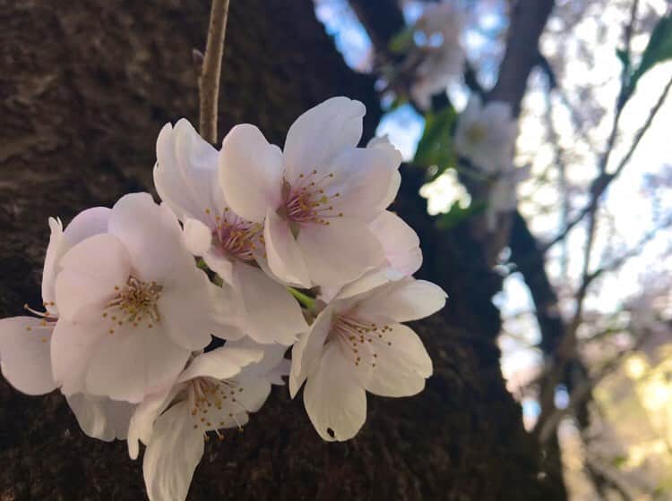 大湖せしるさんのインスタグラム写真 - (大湖せしるInstagram)「﻿ ﻿ ﻿ 今年も﻿ ﻿ 桜に出会えて幸せです❀︎﻿ ﻿ ﻿ 一日も早く﻿ ﻿ 世界に平和が訪れますように。。﻿ ﻿ ﻿ ﻿#桜 #さくら #サクラ #sakura  #祈りを込めて」3月24日 21時47分 - cecile_daigo