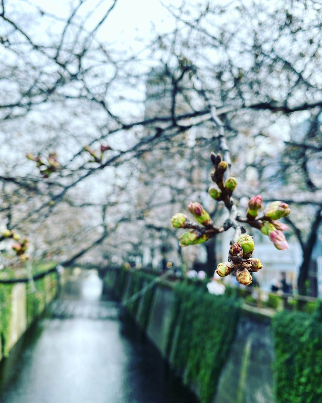 田代未来さんのインスタグラム写真 - (田代未来Instagram)「大好きな春がやって来てるというのに、いいニュースをほとんど聞かない今日この頃、、、 しかし、どんなことがあってもぶれずに1日1日を悔いなく全力で過ごすことの積み重ねが大きな力になるんだと信じています✊✨ 勝手に限界やゴールを決めずに元気に明るく、明日が来ることに感謝して、日常を過ごしたいと思います✊  #ちょっとした独り言 #ご清聴ありがとうございました #手洗いうがい換気消毒笑顔 #みんなで頑張ろう🌏」3月24日 21時56分 - miku467_x