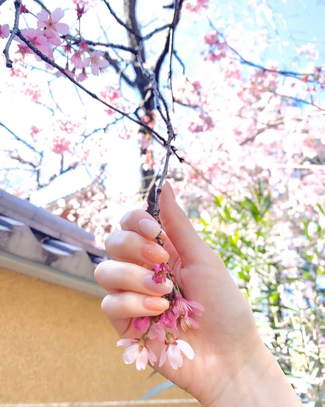 西村笑花さんのインスタグラム写真 - (西村笑花Instagram)「🌸 ・ ・ おやすみの日に春を感じてきました☺️🌸💞 ネイルも春ネイル💅♡ 可愛い色にしてもらいましたっ♡ ・ 行ったことのない所に色々いってみたり 桜はまだ満開ではなかったけどみれて嬉しかった〜☺️🌸🍡 自粛ムードだけどお花見もゆっくり行きたいな🥺🍓 #spring #springnails #nail #jelnail #sakura #sakura🌸 #さくら #桜 #春ネイル #いちご三昧 #ひみつ堂 #🍧 #🌸」3月24日 21時50分 - emika_nishimura