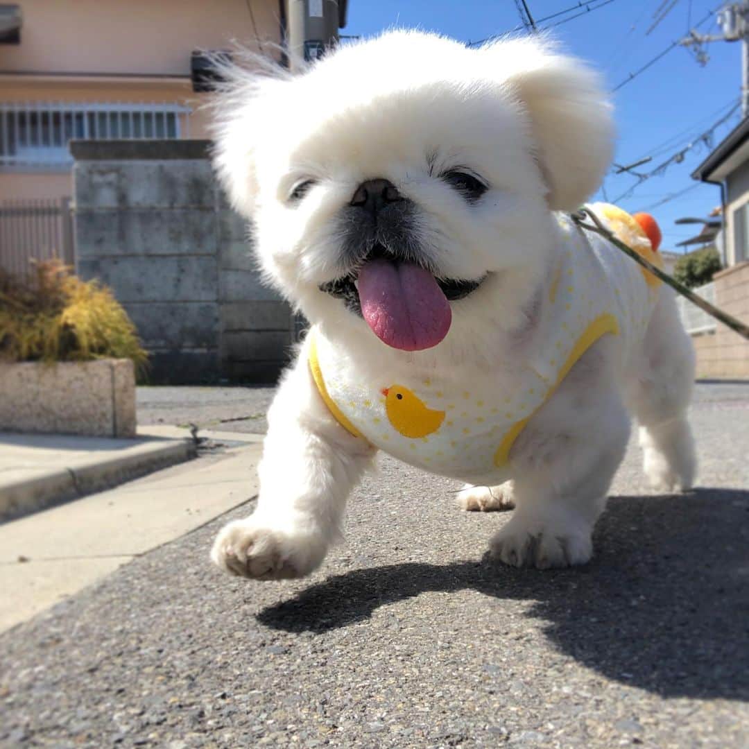 こなつのインスタグラム：「るんるんる〜ん🐶🐥🌷🐝🌼🌈」