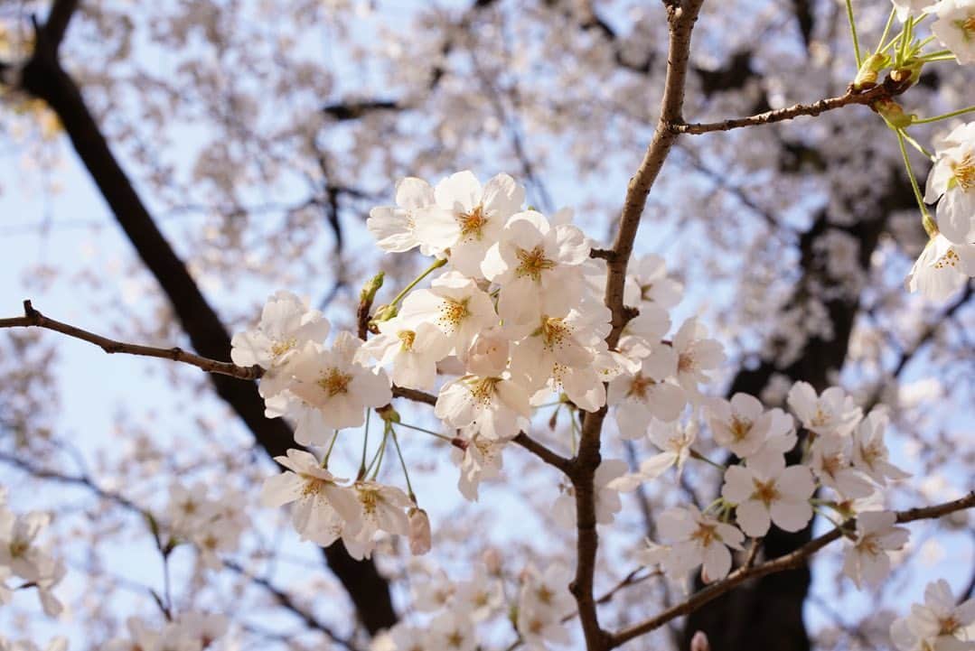 いぶくろ聖志さんのインスタグラム写真 - (いぶくろ聖志Instagram)「さくら。  #camera #japan #α7iii」3月24日 22時10分 - b.smpl