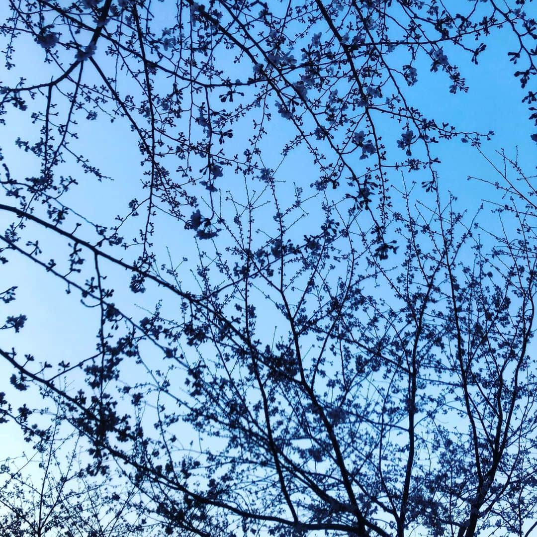 ハマカワフミエのインスタグラム：「青く霞んだ春の空が ジグソーパズルのピースのように もうすこしで開ききるはずの花と枝たちに 切り取り線を刻まれていきます  #cherryblossom  #nakameguro」