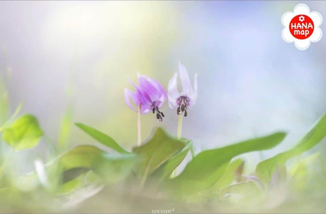 はなまっぷ❁日本の花風景さんのインスタグラム写真 - (はなまっぷ❁日本の花風景Instagram)「🌸はなまっぷ🌸 * @yoceantoi さんの  花のある風景に花まるを💮 * 優しい光が祝福する仲良しのカタクリをありがとうございます😊🌸 * 神奈川　#城山カタクリの里 Katakurinosato, Kanagawa Pref. * 🌼カタクリの花言葉📝🌼 初恋、寂しさに耐える * 見頃を過ぎている場所もご紹介しています。お出かけの際はHP等で最新の情報をご確認くださいね🙏🌸 * 🌸•••🌸•••🌸•••🌸•••🌸•••🌸 * いつも素敵なお花をありがとうございます😊 日本の花のある風景にタグ付けしてください🌸 お花があれば何でもOKです💓 * #はなまっぷ * #日本の美しい花風景#花のある風景#花#花言葉#風景#花畑#片栗#カタクリ」3月24日 22時14分 - hanamap