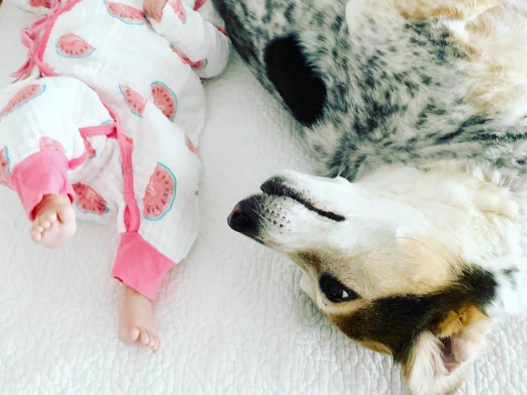 のインスタグラム：「🐶”Soooooo... I guess it’s staying? Like we can’t return it?”」