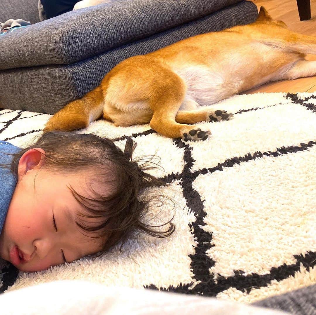 尾形貴弘さんのインスタグラム写真 - (尾形貴弘Instagram)「気がついたらいつも隣にいる二人！！ さくちゃんはミクにべったりしたがるけどミクは嫌がる！ でもさくちゃんが寝るとすぐ隣にきて寝るんだよなぁ。  #柴犬大好き #柴犬マニア  #愛犬  #赤柴 #しばけん  #しばちゃん  #しばいぬ大好き  #shibainu  #shiba_snap  #犬ばか部  #いぬばか部 #ミク #三九 #39 #パンサー尾形 #赤ちゃん #赤ちゃんのいる暮らし #赤ちゃんと犬 #2歳 #ミクサクタカヒロ #サンキュー #ママリ #ベビフル」3月24日 22時30分 - miku3_miku_9