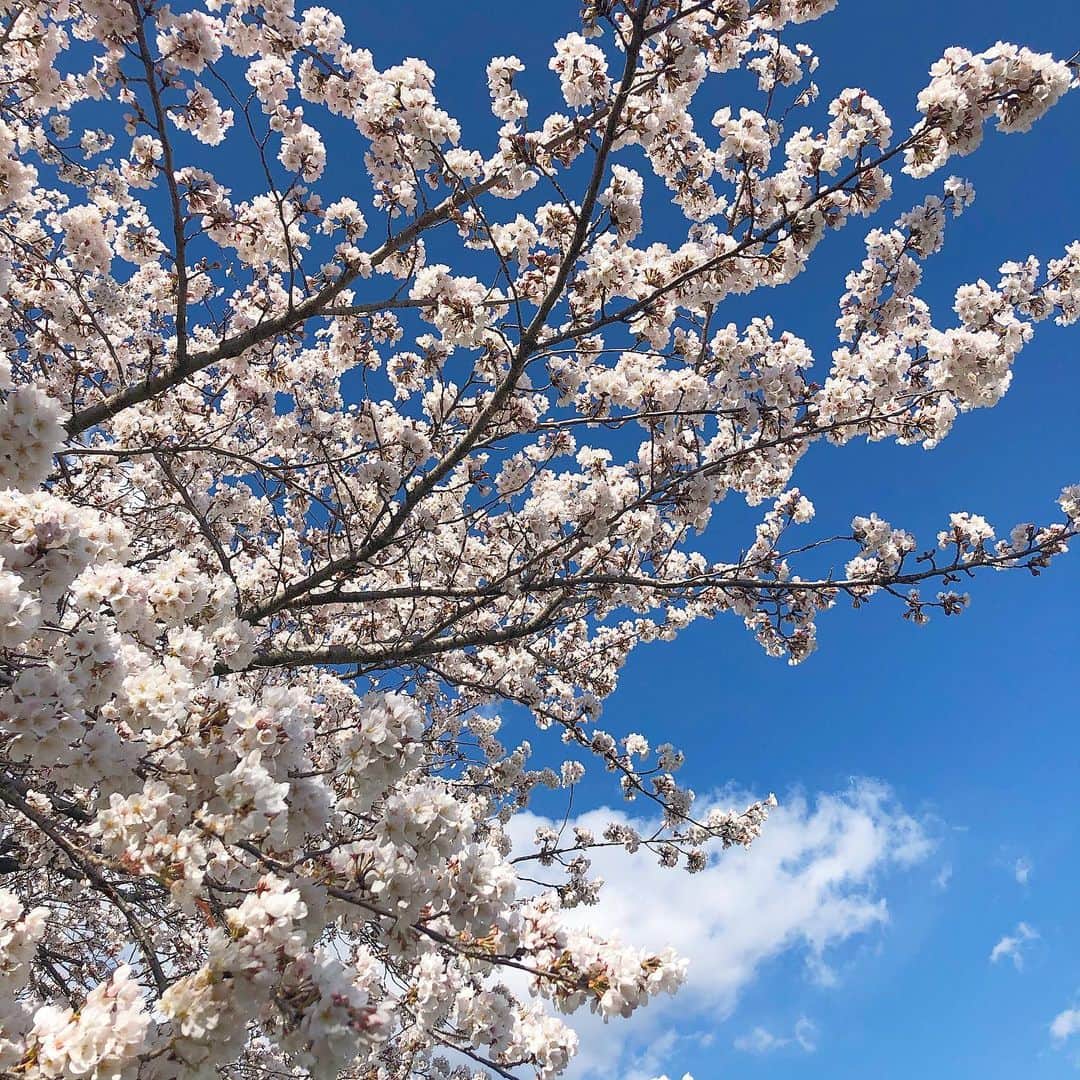福士奈央さんのインスタグラム写真 - (福士奈央Instagram)「🌸🌸🌸 お花見しました。いち。 ㅤㅤㅤㅤㅤㅤㅤㅤㅤㅤㅤㅤㅤ #お花見 #桜 #サクラ #満開 #風景 #春 #cherryblossom #japan #photo_jpn #🌸」3月24日 22時31分 - ske48_fukushi