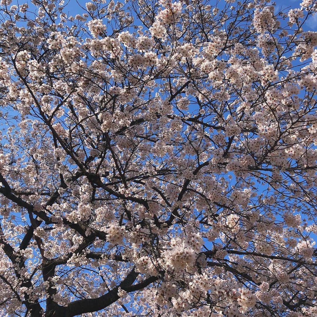 磯部杏莉さんのインスタグラム写真 - (磯部杏莉Instagram)「🌸 . . . #桜 #tokyo」3月24日 22時47分 - isobe_anri