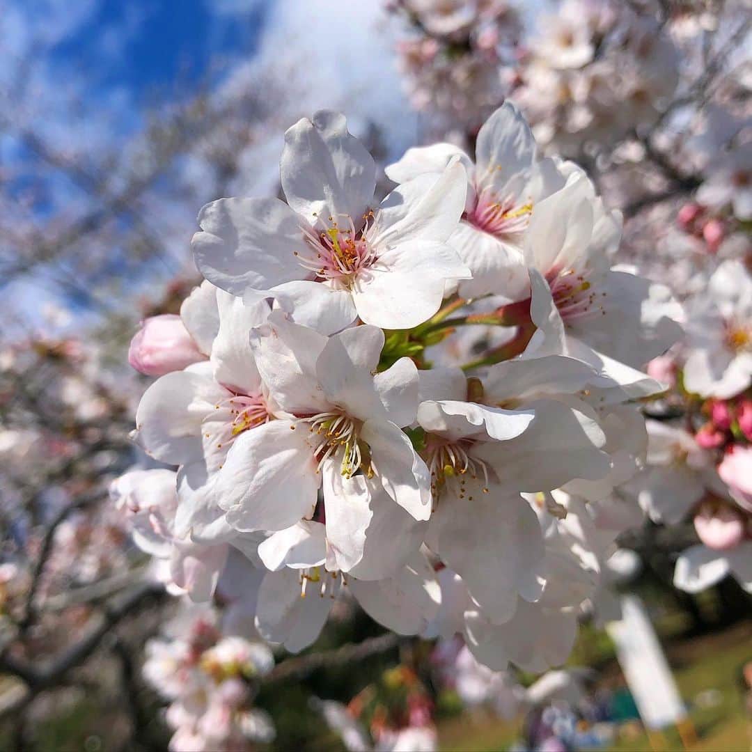 磯部杏莉さんのインスタグラム写真 - (磯部杏莉Instagram)「🌸 . . . #桜 #tokyo」3月24日 22時47分 - isobe_anri