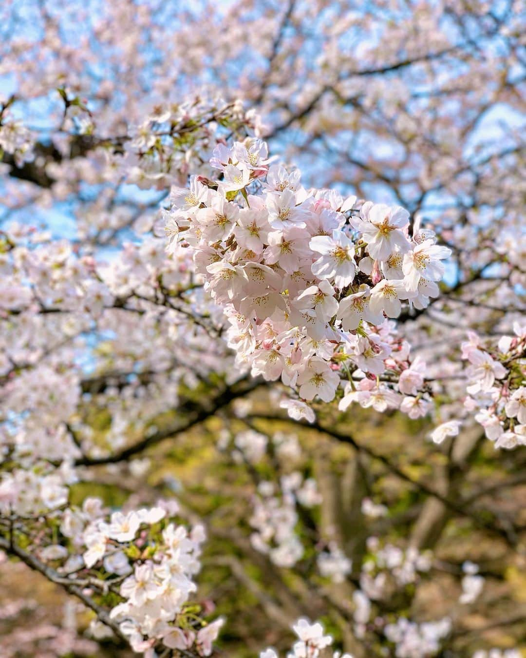 愛川アヤノのインスタグラム：「: : : 🌸🌸🌸 : : : #愛川アヤノ#モデル#役者#撮影#袴#袴撮影#和服#和装#着物#レトロコーデ#桜#花見#卒業式#卒業式コーデ#卒業袴#日本#レンタル着物」