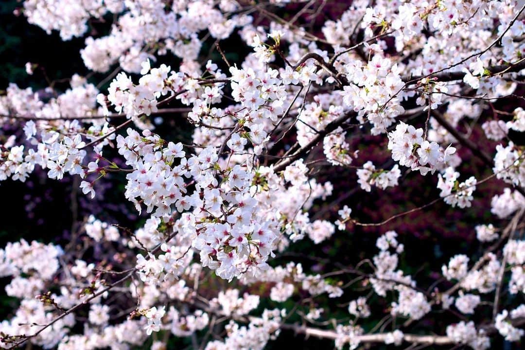 AO のインスタグラム：「さくらだー！！！ うれしい お花見したい #桜#お花見#春#オリンパス#オリンパスペン#ミラーレス一眼#olympus」