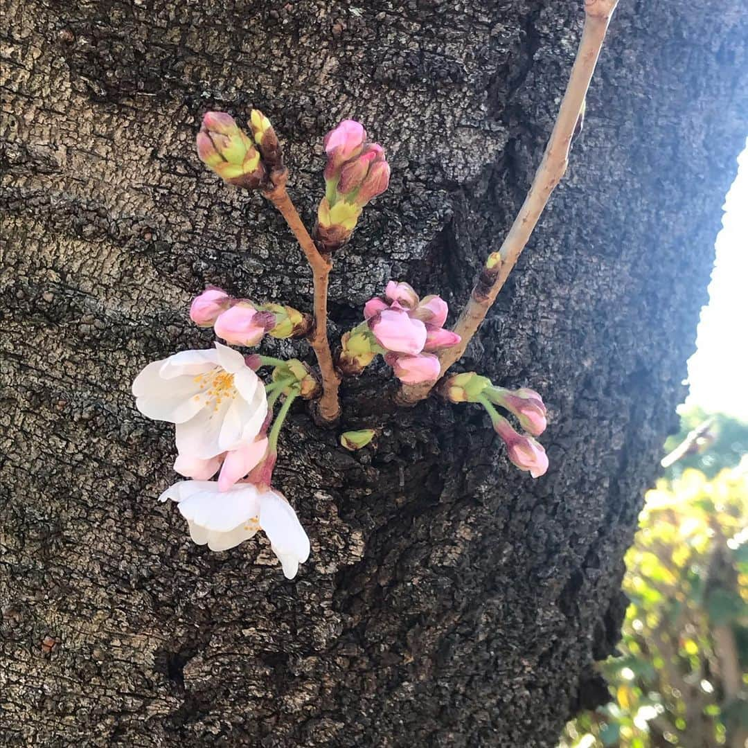 小林亜里紗さんのインスタグラム写真 - (小林亜里紗Instagram)「#三連休初日 義実家近くで #お花見散歩 #桜 #ソメイヨシノ  ムスメ大はしゃぎ。 長男抱っこでスヤスヤ。  根っこ近くのほぼ地面のところでも花が咲いていてびっくり。 桜って、強いなぁ。  それにしても、高速の渋滞がすごくてびっくりした！！」3月24日 23時26分 - teketekearinko