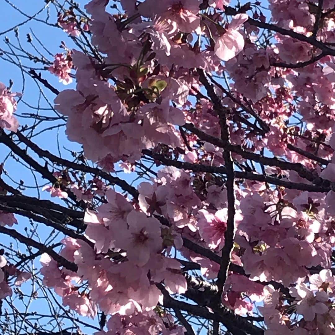 小林亜里紗さんのインスタグラム写真 - (小林亜里紗Instagram)「#三連休初日 義実家近くで #お花見散歩 #桜 #ソメイヨシノ  ムスメ大はしゃぎ。 長男抱っこでスヤスヤ。  根っこ近くのほぼ地面のところでも花が咲いていてびっくり。 桜って、強いなぁ。  それにしても、高速の渋滞がすごくてびっくりした！！」3月24日 23時26分 - teketekearinko