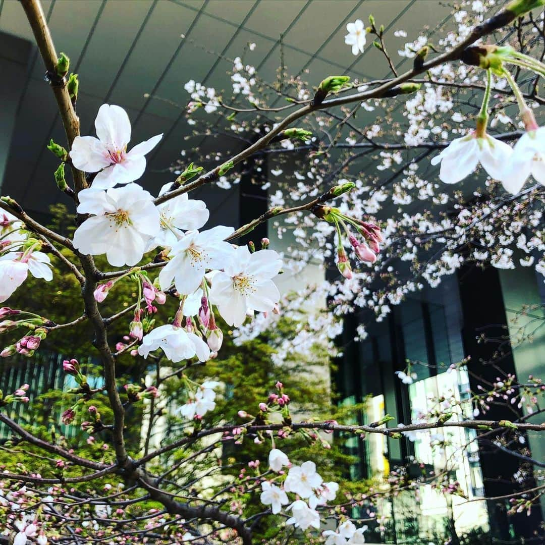 園崎未恵さんのインスタグラム写真 - (園崎未恵Instagram)「#sakura2020  束の間の安らぎ。」3月24日 23時29分 - miemiemie0207