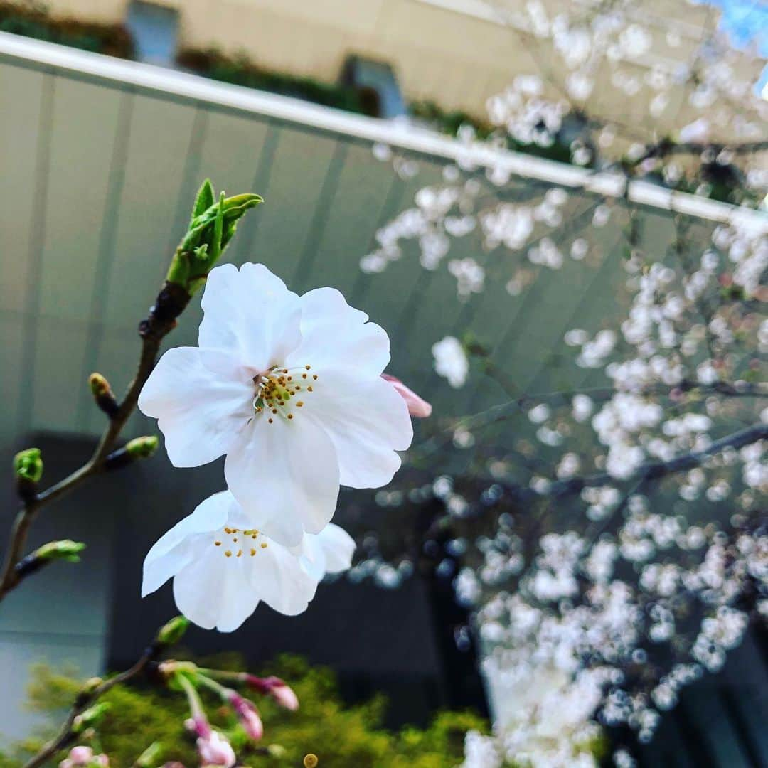 園崎未恵さんのインスタグラム写真 - (園崎未恵Instagram)「#sakura2020  束の間の安らぎ。」3月24日 23時29分 - miemiemie0207