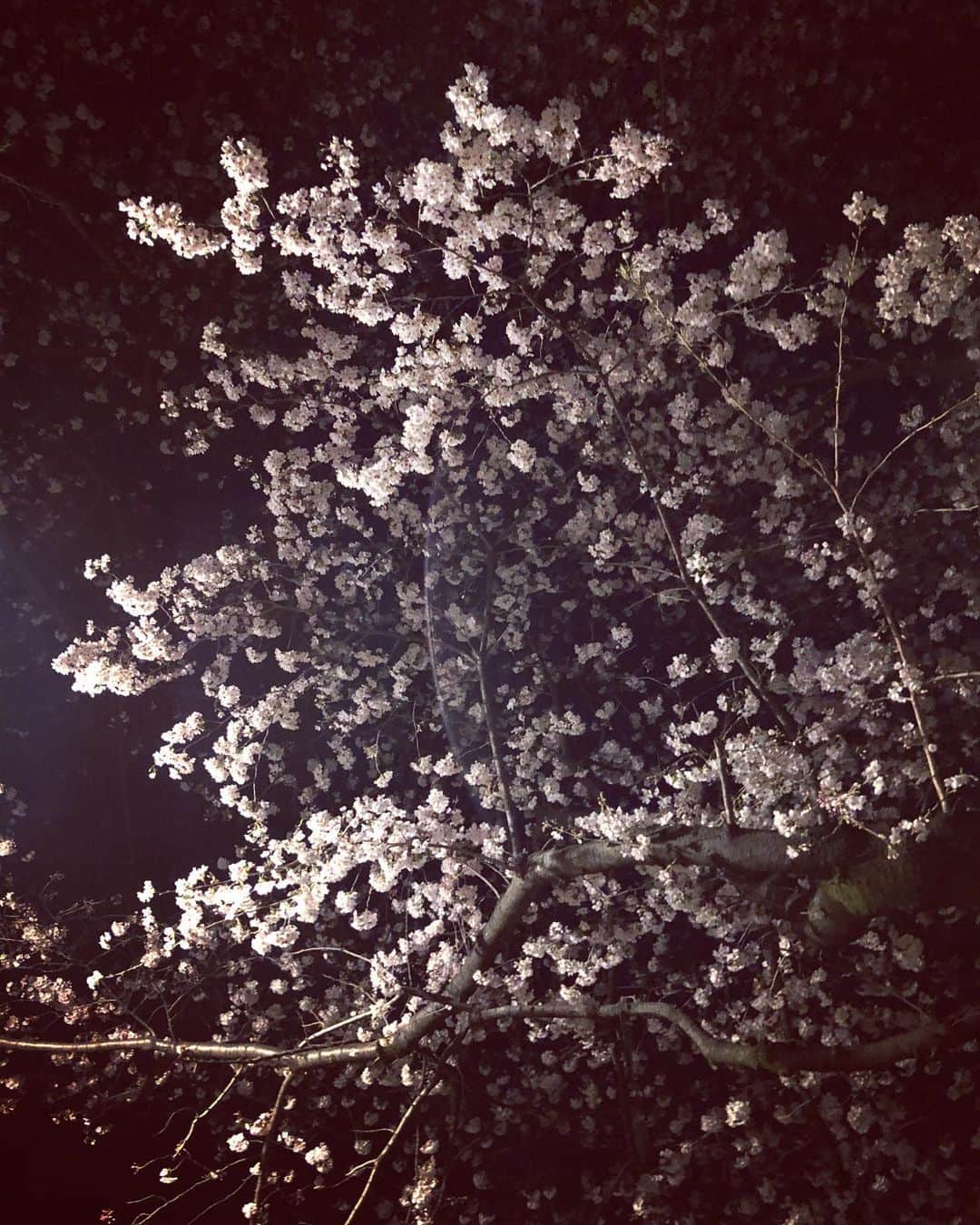 やついいちろうさんのインスタグラム写真 - (やついいちろうInstagram)「散歩桜」3月24日 23時41分 - yatsuiichiro