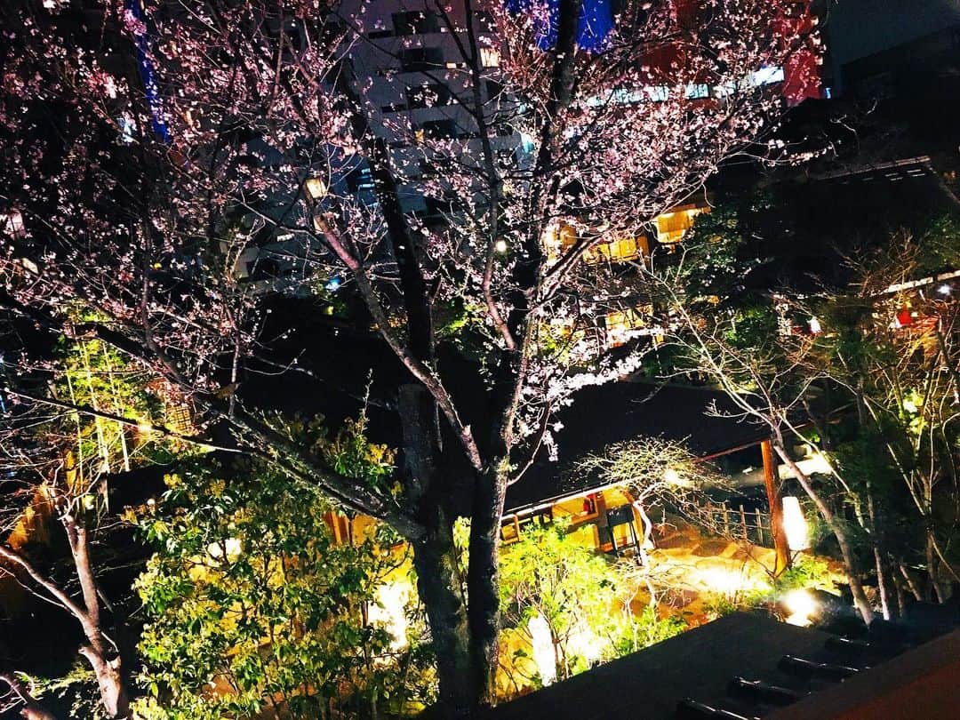 藤咲きく乃さんのインスタグラム写真 - (藤咲きく乃Instagram)「春来たかも🌸」3月25日 0時01分 - kikuchyaso