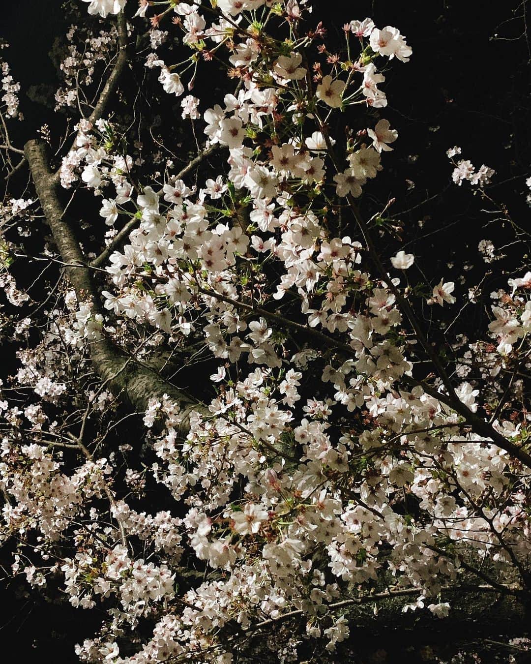 奥山レイカのインスタグラム：「酔っ払って歩いて帰ったら白い桜が現れてた。 きれーだし上向いてしばらくして、そういえば自分がどこにいるのかよく分からなくなったんだよね。 #夜桜 #さくら #春 #迷子 #ここはどこ #ここは東京」