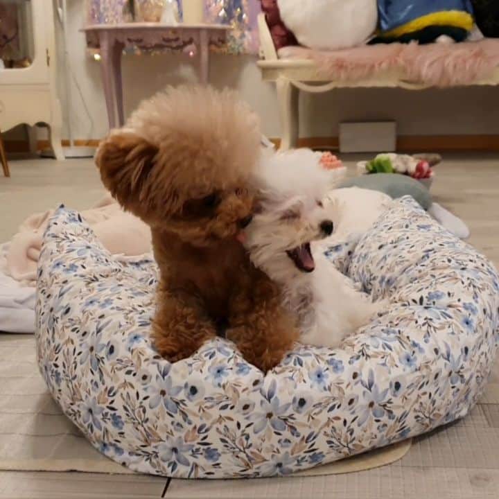 띠비비샤샤루루슈엘のインスタグラム