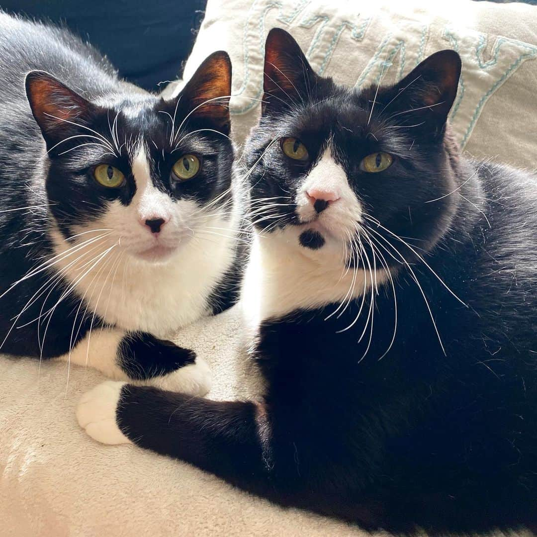 Tuxedo Cat Brosのインスタグラム：「Does social distancing also apply to cats? Because these two have been inseparable lately. 🙂 (I am also having a hard time keeping my distance from these two!)」