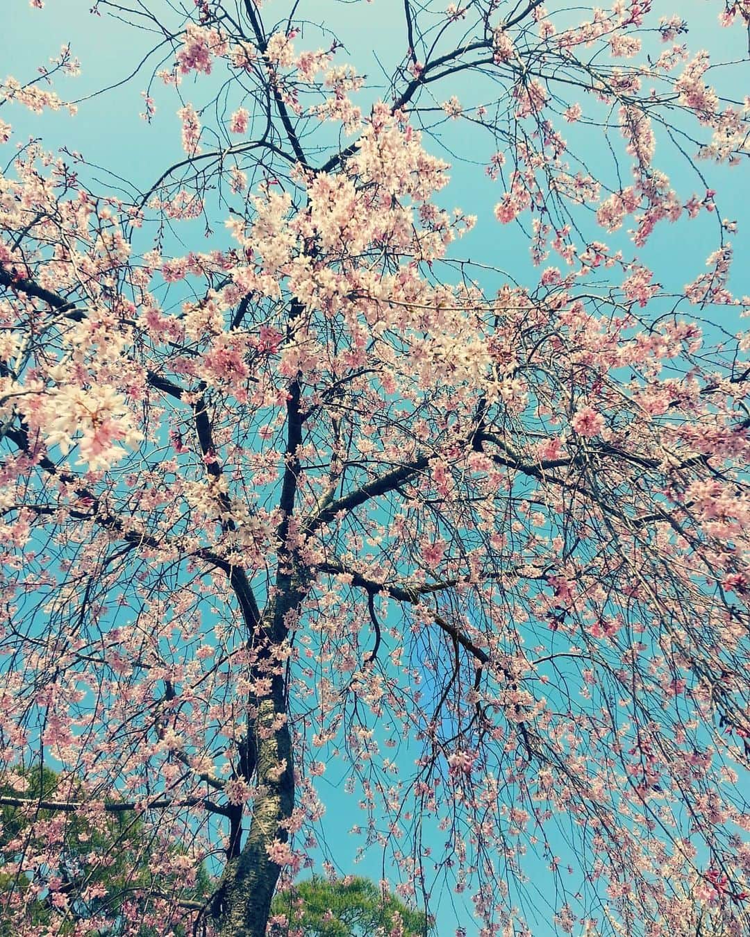 Shihoさんのインスタグラム写真 - (ShihoInstagram)「春ですね。 写真はもう何年も前に善光寺で撮った枝垂れ桜。 私も行ってないけど、お花見に行けない皆さんのためにも。  来年はお花見行けるといいな。  #お花見 #cherryblossom ##singerslife #善光寺の枝垂れ桜 #spring #flower」3月25日 0時34分 - fried_pride_shiho