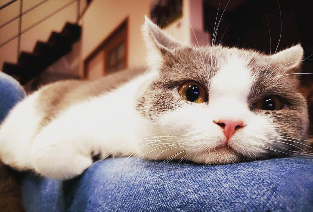 坂本詩緒里さんのインスタグラム写真 - (坂本詩緒里Instagram)「おやすみ🐱💤 #しゃりちゃん  #おやすみなさい  #ねこすたぐらむ  #猫のいる暮らし  #ねこ  #猫 #にゃんすたぐらむ  #cat #catstagram #pet #もふもふ」3月25日 0時35分 - jpba529