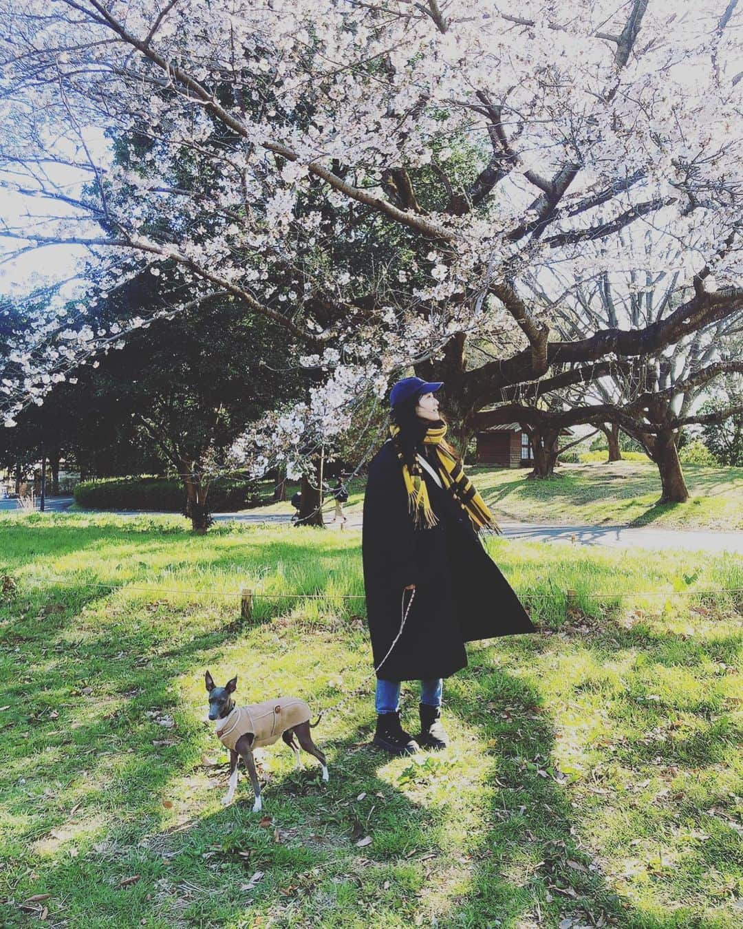 森貴美子さんのインスタグラム写真 - (森貴美子Instagram)「ナナと私🐕 ・ ・ ・ #生後8ヶ月 #犬 #わんこ #ペット #イタリアングレーハウンド  #イタグレ #女の子 #itariangreyhound  #강아지 #이타리안그레이하운드 #멍멍이  #댕댕이 #모델 #일본모델 #공원산책  #쇼와기념공원  #昭和記念公園 #公園散歩」3月25日 11時44分 - morikimi_morikimi