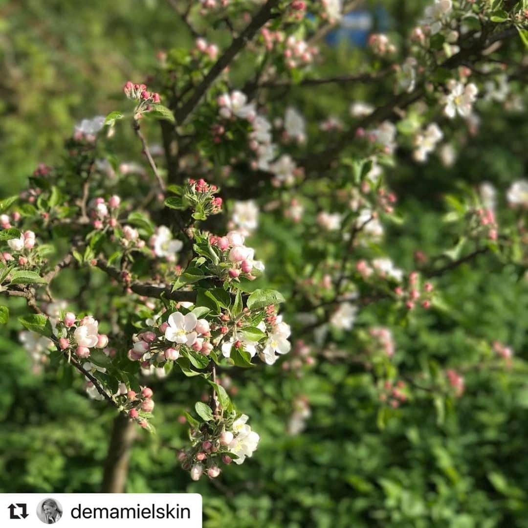 demamiel_jpさんのインスタグラム写真 - (demamiel_jpInstagram)「春の暖かな日差しにあふれる庭で日曜日の朝に出迎えてくれた小さなリンゴの花々。濃い力強い緑の中に生命力あふれる花を目にすると春の蝶のように心が舞い上がります。素敵な一日になりますように。-Annee . . . #デマミエール #マインドフルネス #マインドフルスキンケア #クリーンビューティー #オーガニックスキンケア #Bアポ #ベルナチュレール #ベルサンパティック #ビューティー #deMamiel #mindfulskincare #中医学 #ホリスティックビューティー #自然派 #Cosmetics #ストレスフリー #英国 #スキンケア #植物由来 #ゆらぎ肌 #英国スキンケア #オイル美容 #wellbeing #自分時間 #睡眠 #呼吸」3月25日 10時16分 - demamiel_jp