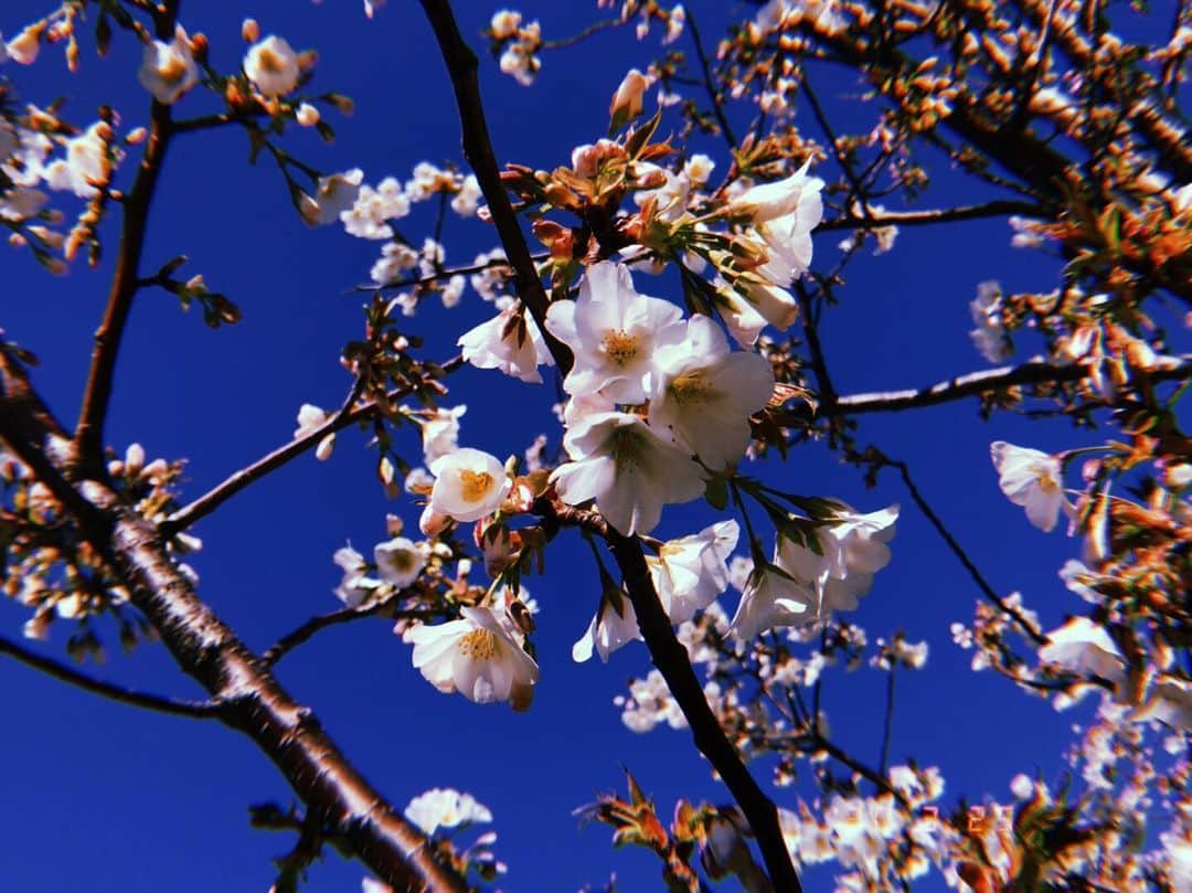 鯨井俊介さんのインスタグラム写真 - (鯨井俊介Instagram)「春だ」3月25日 10時37分 - kujidai24