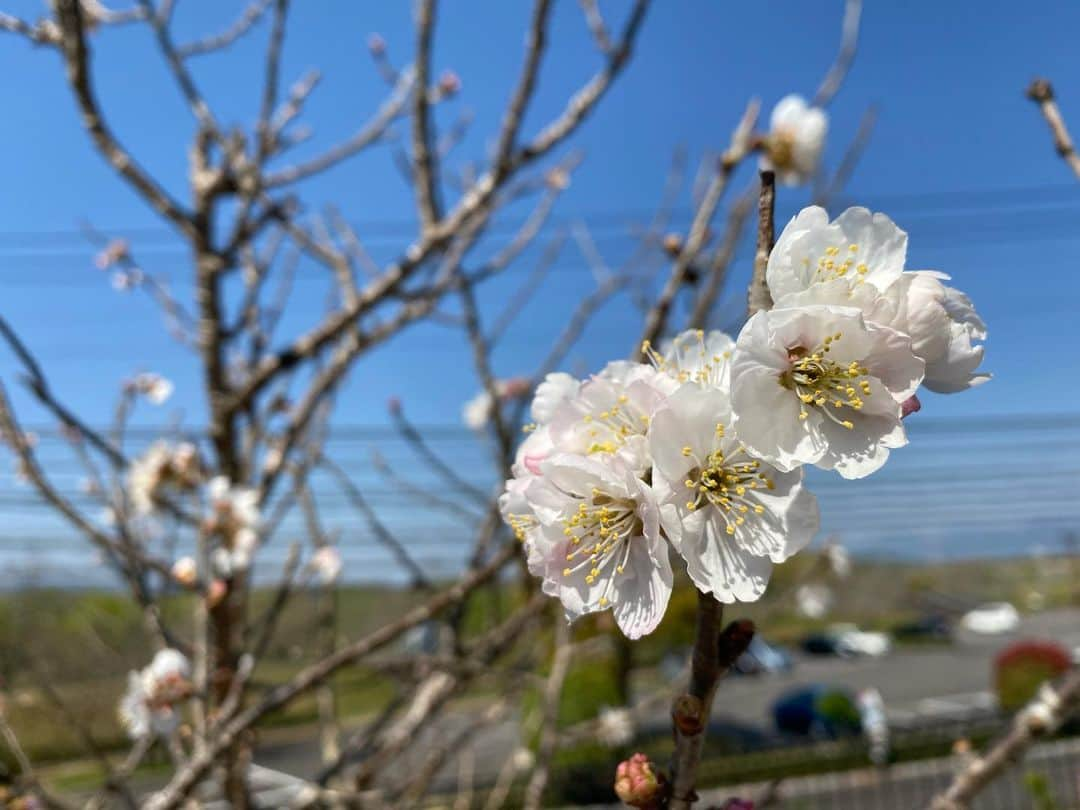 宮本佳奈さんのインスタグラム写真 - (宮本佳奈Instagram)「宮崎でも桜の開花が発表されましたね🌸 ＊  我が家の桜も咲き始めています🥰 ＊  たっぷりの日差しを浴びて、パンジーも気持ち良さそうです✨ ＊  花にはいつも癒されます😊  #桜　#🌸　#開花　#開花宣言　#パンジー　#花　#花のある生活　#日常に花を　#春　#宮崎　#miyazaki  #cherryblossom」3月25日 10時39分 - mrt.miyamoto