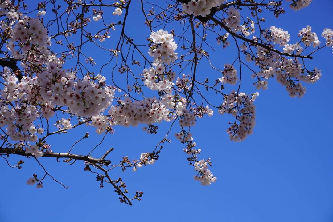 小野寺太志さんのインスタグラム写真 - (小野寺太志Instagram)「… 天気も良く、🌸が綺麗だったので この前買った📷で撮ってみました😌  東京五輪の1年以内の延期。 世界各国に蔓延するウイルスの影響もあり、 仕方のない判断だと思います。 アスリートにとっての1年は 少なからず影響があると思いますが、 来たるべき時に向けて最善の準備をし、 応援してくださる皆さんの前で 最高のパフォーマンスを発揮できるように！ 努力し続けるしかない！ 何事も前向きに！  まずはみんなで感染を防ぐために 手洗い、うがい、除菌の徹底をしましょう🙌  #0325 #コロナに負けるな #ポジティブ思考 #sonyα6400」3月25日 11時03分 - taishi.o