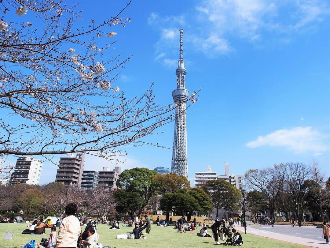 墨田区さんのインスタグラム写真 - (墨田区Instagram)「隅田公園がこの度リニューアル！！ みなさんはもう訪れましたか？🌸🌸 【撮影者】@ktf5939tomo  #すみだカメラ部10選　 #隅田公園 #桜も咲いていい感じ #スカイツリー　#桜　#青空 #cherryblossom　#photo　#photography　#tokyo #bluesky　 #墨田区　 #すみだ　#sumida　#tokyo　#東京　#follow　#いいね」3月25日 11時11分 - sumida_official