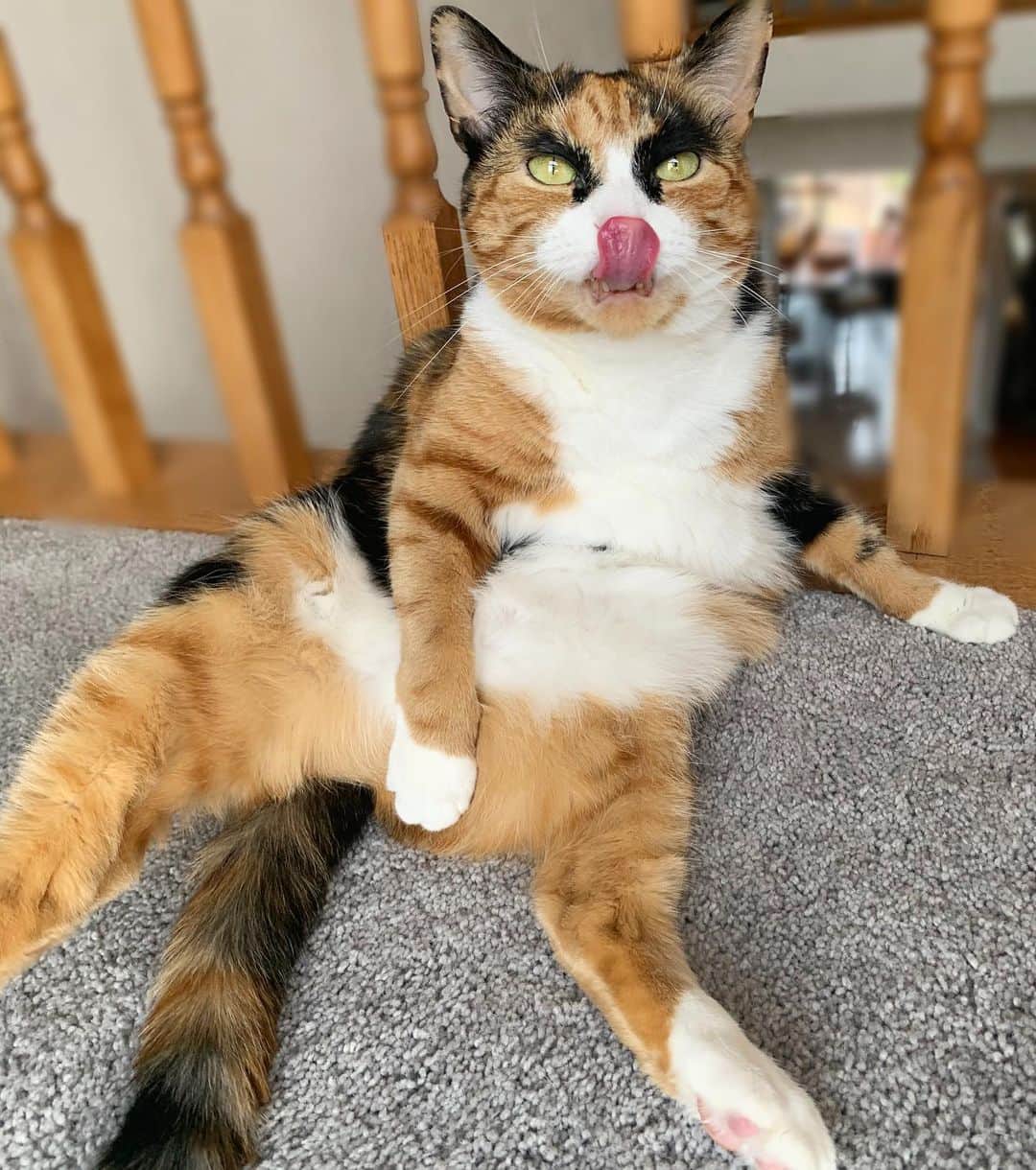 リリーのインスタグラム：「Quarantine mood: letting it all hang out 😹. . . . . . #lillycrazyeyes #quarantine #stayhome #catsofinstagram #9gag #calico #instacat #tongueouttuesday #meowstagram #meow #meowdel #cats」