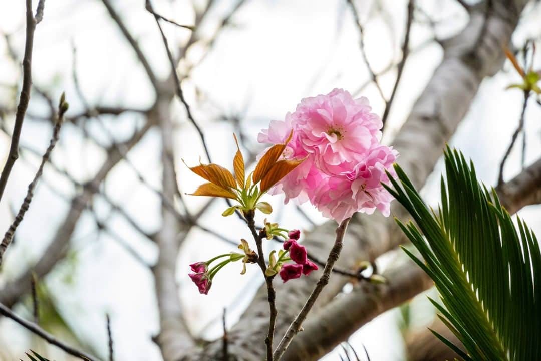 GINZA SONY PARK PROJECTさんのインスタグラム写真 - (GINZA SONY PARK PROJECTInstagram)「Ginza Sony Park の地上フロアでは、派手で美しい八重花が咲くヤエザクラや、春と秋に咲く十月桜 (冬桜) も花が咲き始めています。春の訪れをどうぞお楽しみください。⁠ ⁠ #ginzasonypark⁠ #ヤエザクラ ⁠ #アヲGINZATOKYO ⁠ #ginza⁠ #銀座」3月25日 11時30分 - ginzasonypark