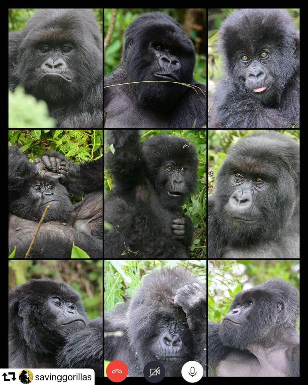 エレン・デジェネレスさんのインスタグラム写真 - (エレン・デジェネレスInstagram)「#repost @savinggorillas ・・・ Team meetings this week be like…」3月25日 3時44分 - ellendegeneres