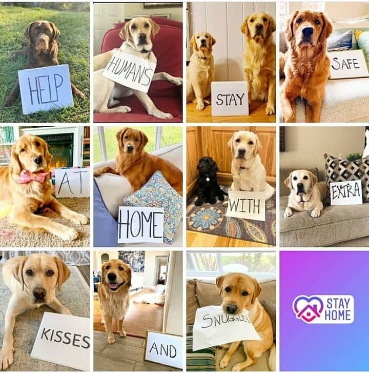 World of Labradors!さんのインスタグラム写真 - (World of Labradors!Instagram)「"We are doing our part to help keep our humans safe and healthy." #Stayhome ⠀⠀⠀⠀⠀⠀⠀⠀⠀⠀⠀⠀⠀⠀⠀⠀⠀⠀⠀⠀⠀⠀⠀⠀⠀⠀⠀ Credits to: @chunky_duncan  @hendrix_therockstarlab  @golden_chappy  @nala_and_ellie_goldengirls @ilovelucy.thegolden  @milliesogolden  @avery_a_very_yellow_lab  @eleanormavisshanks  @murphy_thelabrador  @thelabcalledziggy」3月25日 4時24分 - worldoflabs