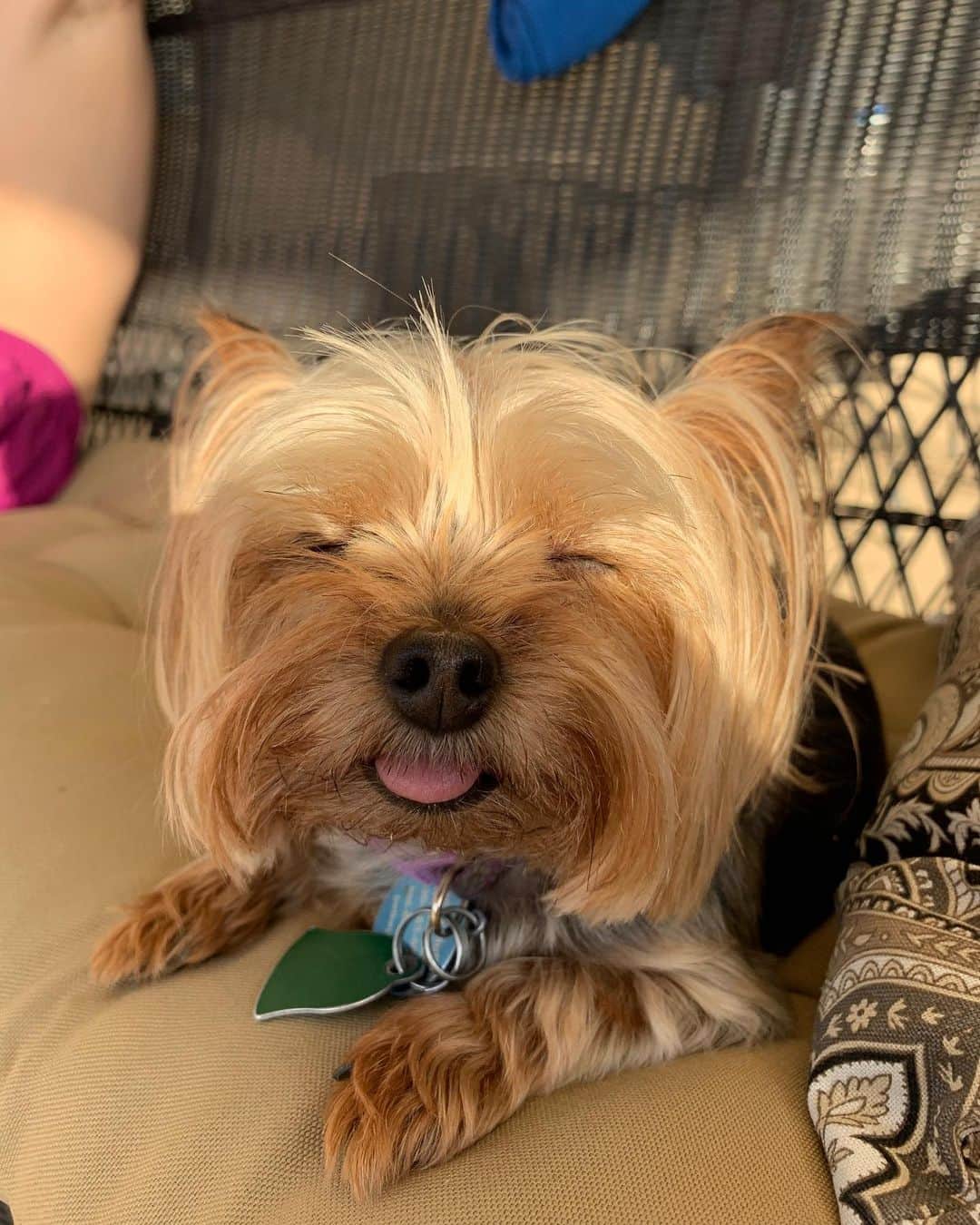 ライアン・リーのインスタグラム：「Here’s some camera roll k-9 cute for your dopamine levels. Hope everyone is having a good day ❤️🤗」
