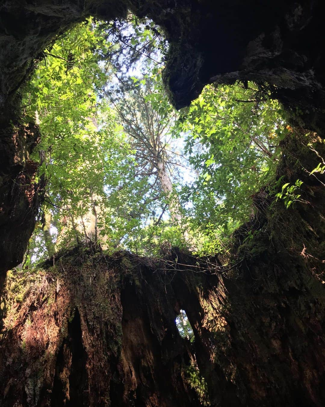 山崎美月さんのインスタグラム写真 - (山崎美月Instagram)「Yakushima」3月25日 4時42分 - mitsu__0817