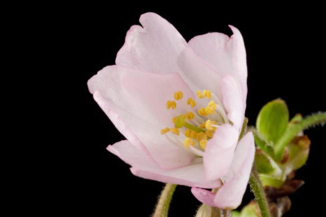 スミソニアン博物館さんのインスタグラム写真 - (スミソニアン博物館Instagram)「We’re bringing you up close to the #CherryBlossoms from home with these blooms from @smithsoniangardens.  1️⃣Yoshino Cherry (Prunus × yedoensis)  The Yoshino cherry was one of the main species Japan gave the U.S. in 1912. Its white to slightly pink flowers bloom before the leaves grow in, giving Yoshino trees an almost fantastical appearance in the spring. 2️⃣Yoshino Cherry cultivar (Prunus × yedoensis 'Afterglow') An early spring freeze can knock all the flowers off a tree that is just starting to bloom. This cultivar of the Yoshino cherry has been bred to have flowers that are more resilient to cold dips. 3️⃣Kojima Cherry (Prunus serrulata 'Kojima') This white-flowered cherry has some of the largest flowers of any of the ornamental cherries, which almost look like small roses. 4️⃣Weeping Higan Cherry (Prunus subhirtella 'Pendula') Our weeping cherry trees have star-shaped flowers which appear to spill in light pink waterfalls when in full bloom. #MuseumBouquet #MuseumFromHome #MuseumMomentOfZen」3月25日 4時49分 - smithsonian