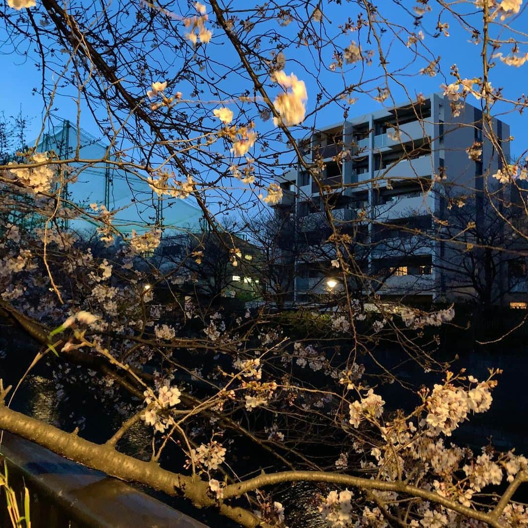 mori_no_tsukueさんのインスタグラム写真 - (mori_no_tsukueInstagram)「昨夜の目黒新橋より目黒川を臨む夕暮れの景色。桜🌸は週末満開という感じ…」3月25日 4時56分 - mori_no_tsukue
