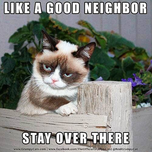 Grumpy Catさんのインスタグラム写真 - (Grumpy CatInstagram)3月25日 5時16分 - realgrumpycat