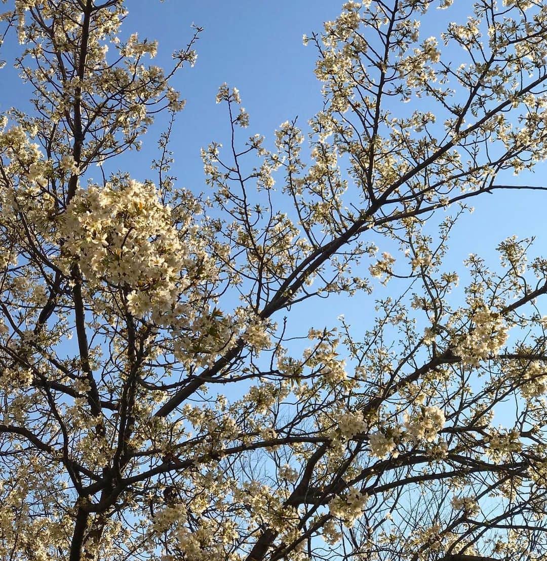 前野えまさんのインスタグラム写真 - (前野えまInstagram)「昨日は風が強かった〜！ 今日は暖かくなりそうでお散歩日和になりそう☀️ ・ ・ #おはようございます #3月 #25日 #水曜日 #春の訪れ #朝の空 #桜 #今日も頑張ろう #前野えま  #goodmorning #march #wednesday #spring #sky #todayssky #cherryblossom #girl #photography #portrait #portraitphotography #haveaniceday  #follow #followme #instagram #instafollow #tagsforlikes #tflers #tagsforlikesapp #idol #actor」3月25日 6時31分 - maeno_ema