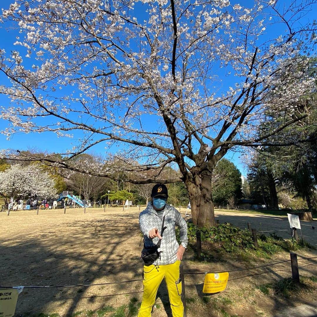 水木一郎さんのインスタグラム写真 - (水木一郎Instagram)「桜はやっぱ青空にぴたりだよね。オレもね？（笑） #青空と桜  #ウォーキング  #水木一郎」3月25日 7時02分 - ichiromizuki