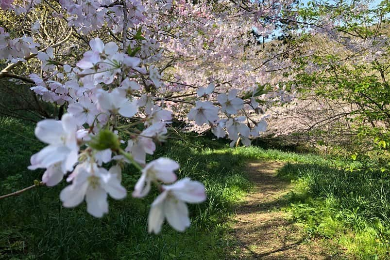 小野真弓さんのインスタグラム写真 - (小野真弓Instagram)「おはようございます🌞 桜が満開の田舎道( ´ ▽ ` )🐛 ひっそりと咲く桜を探して、おさんぽです🐶🐶🙋‍♀️ のどか〜🌱 #チワワ#ハナちゃん #チワマル#ハルくん #はなんぽ#はるんぽ#おさんぽ#いぬのいる暮らし #いぬばか部 #いぬすたぐらむ #chihuahua #maltese #mixdog#doglover #dogstagram #千葉県#鋸南町#佐久間ダム#湖親水公園 #田舎暮らし#ちばすたぐらむ #田舎道#cherryblossom  元気でも、毎朝検温開始🙋‍♀️ 今朝は35度9分。 良い一日を！(*´∀｀*)🌸✨」3月25日 7時18分 - hanaharuaroi