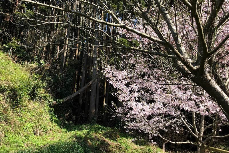 小野真弓さんのインスタグラム写真 - (小野真弓Instagram)「おはようございます🌞 桜が満開の田舎道( ´ ▽ ` )🐛 ひっそりと咲く桜を探して、おさんぽです🐶🐶🙋‍♀️ のどか〜🌱 #チワワ#ハナちゃん #チワマル#ハルくん #はなんぽ#はるんぽ#おさんぽ#いぬのいる暮らし #いぬばか部 #いぬすたぐらむ #chihuahua #maltese #mixdog#doglover #dogstagram #千葉県#鋸南町#佐久間ダム#湖親水公園 #田舎暮らし#ちばすたぐらむ #田舎道#cherryblossom  元気でも、毎朝検温開始🙋‍♀️ 今朝は35度9分。 良い一日を！(*´∀｀*)🌸✨」3月25日 7時18分 - hanaharuaroi