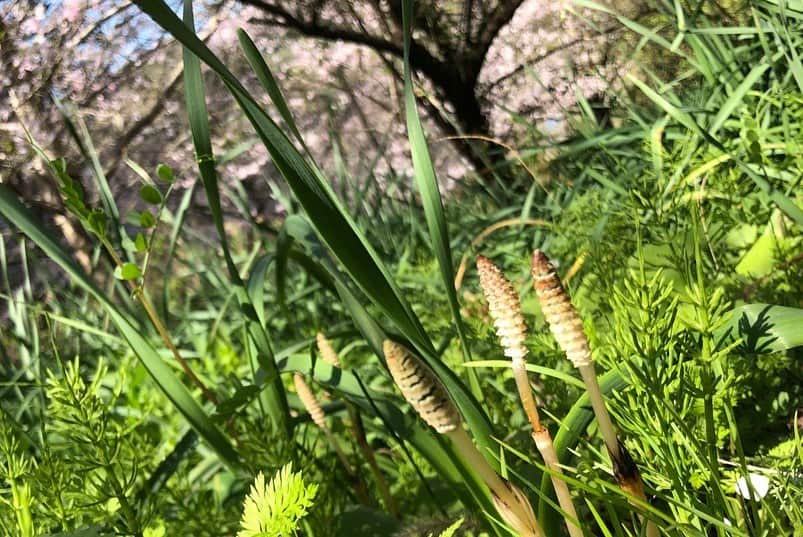 小野真弓さんのインスタグラム写真 - (小野真弓Instagram)「おはようございます🌞 桜が満開の田舎道( ´ ▽ ` )🐛 ひっそりと咲く桜を探して、おさんぽです🐶🐶🙋‍♀️ のどか〜🌱 #チワワ#ハナちゃん #チワマル#ハルくん #はなんぽ#はるんぽ#おさんぽ#いぬのいる暮らし #いぬばか部 #いぬすたぐらむ #chihuahua #maltese #mixdog#doglover #dogstagram #千葉県#鋸南町#佐久間ダム#湖親水公園 #田舎暮らし#ちばすたぐらむ #田舎道#cherryblossom  元気でも、毎朝検温開始🙋‍♀️ 今朝は35度9分。 良い一日を！(*´∀｀*)🌸✨」3月25日 7時18分 - hanaharuaroi